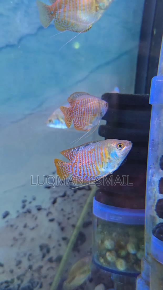 Dwarf Gourami - thumbnail 2