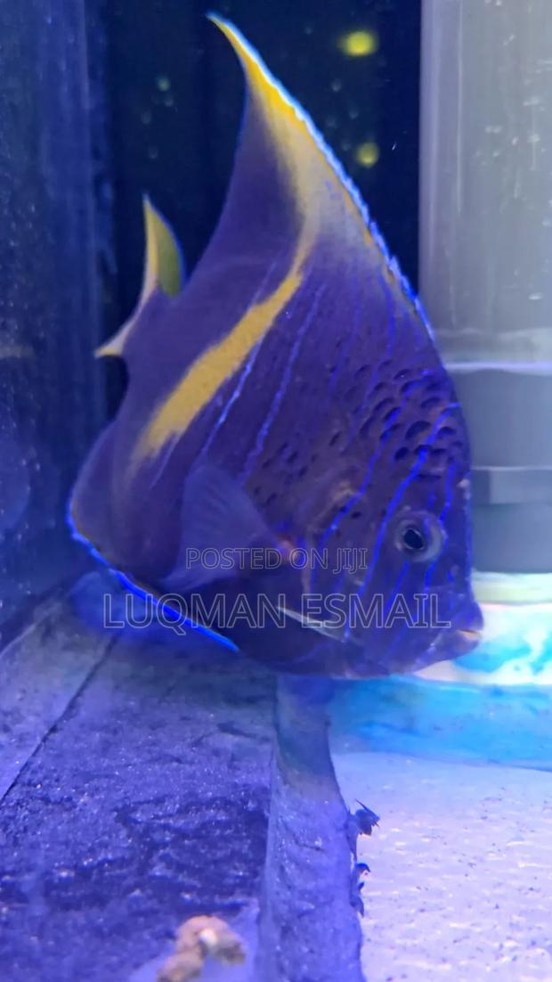 Scribbled Angelfish - main view