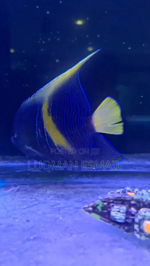 Scribbled Angelfish