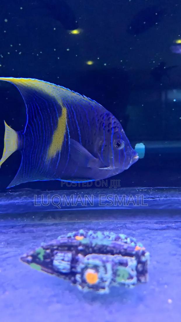 Scribbled Angelfish - thumbnail 3