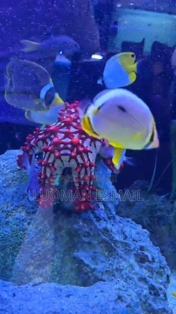 Saddle Butterflyfish - main view