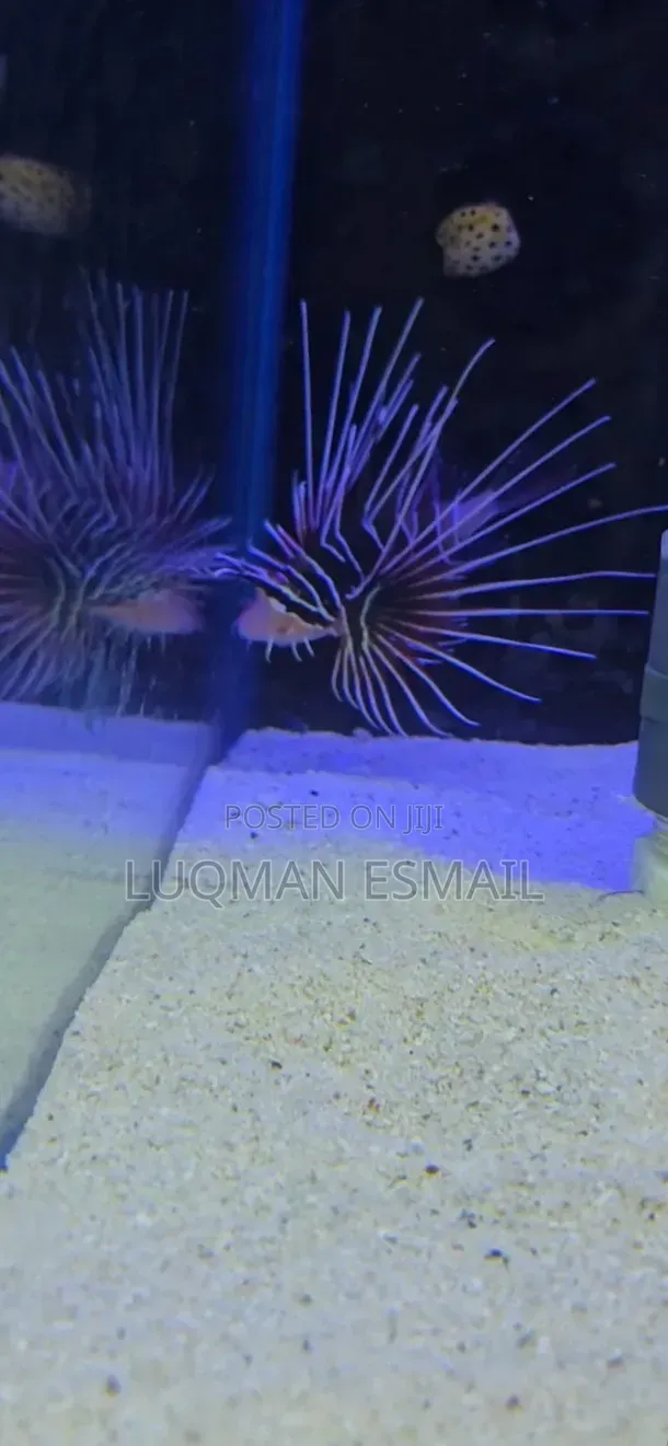 Lion Fishes