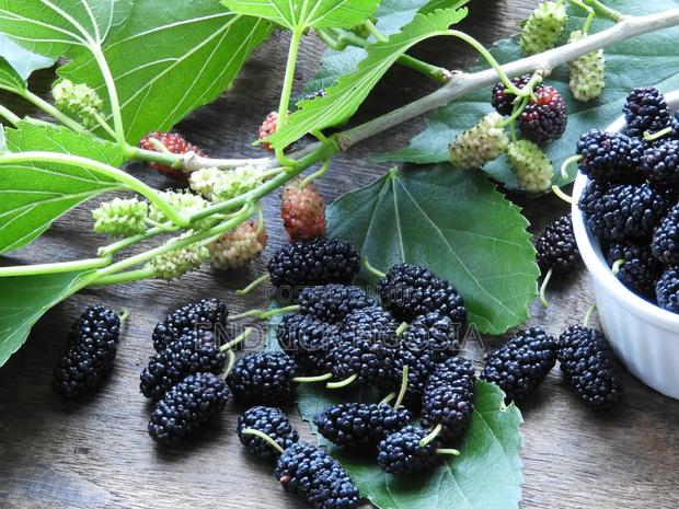 Mulberry Seedling - thumbnail 2