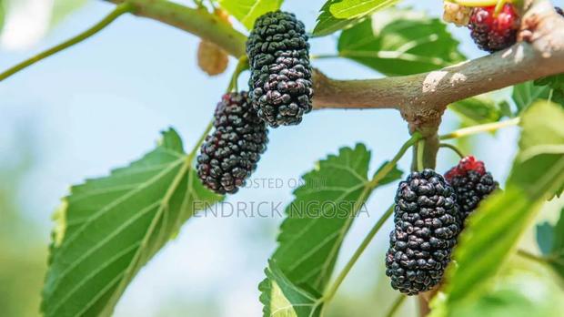Mulberry Seedling - thumbnail 3