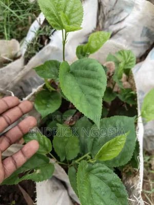 Mulberry Seedling