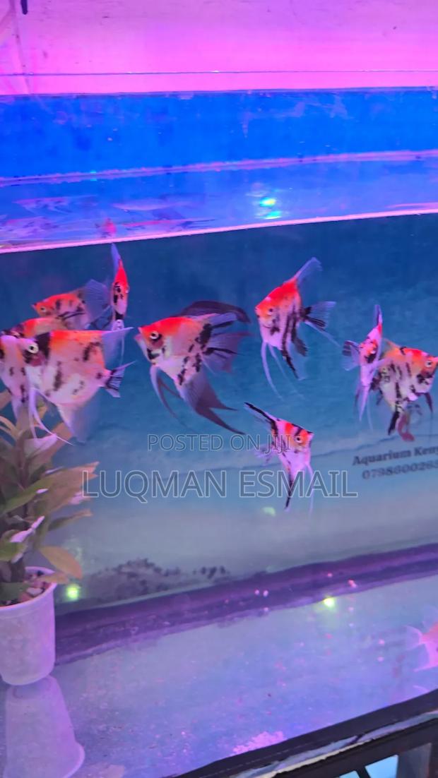 Red Devil Angel Fish - main view