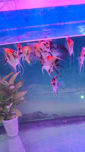 Red Devil Angel Fish