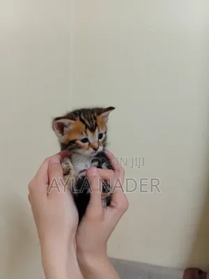0-1 month Male Mixed Breed Persian
