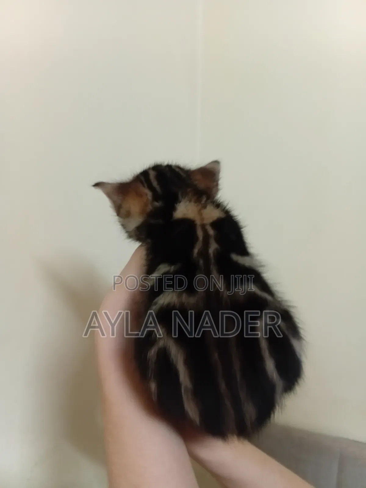 0-1 month Male Mixed Breed Persian