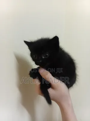 0-1 month Male Mixed Breed Persian