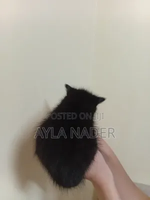 0-1 month Male Mixed Breed Persian