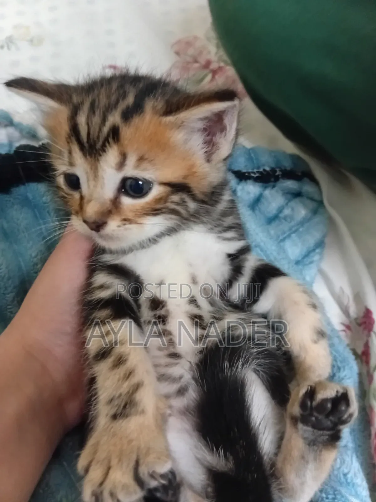0-1 month Male Mixed Breed Persian