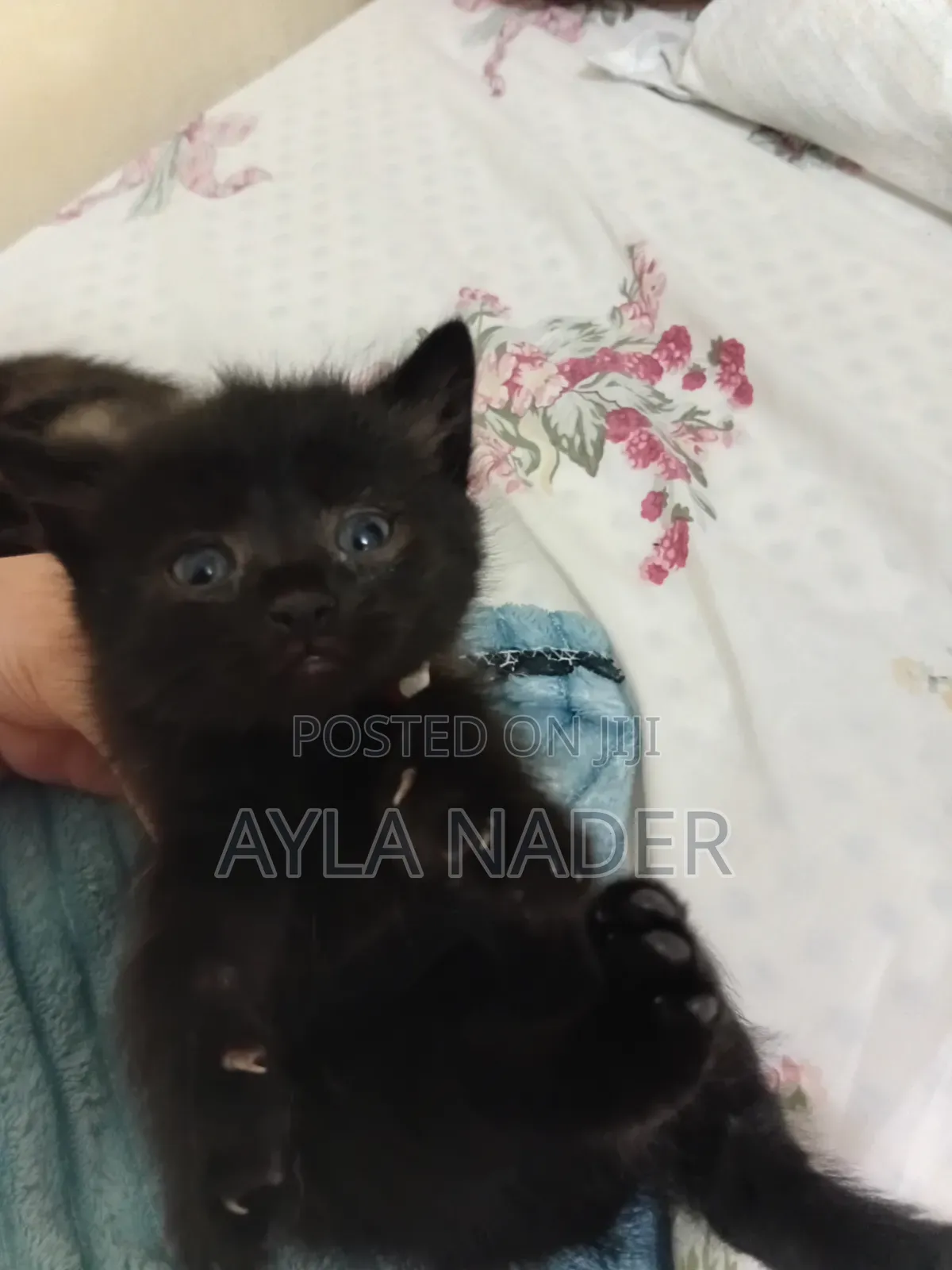 0-1 month Male Mixed Breed Persian