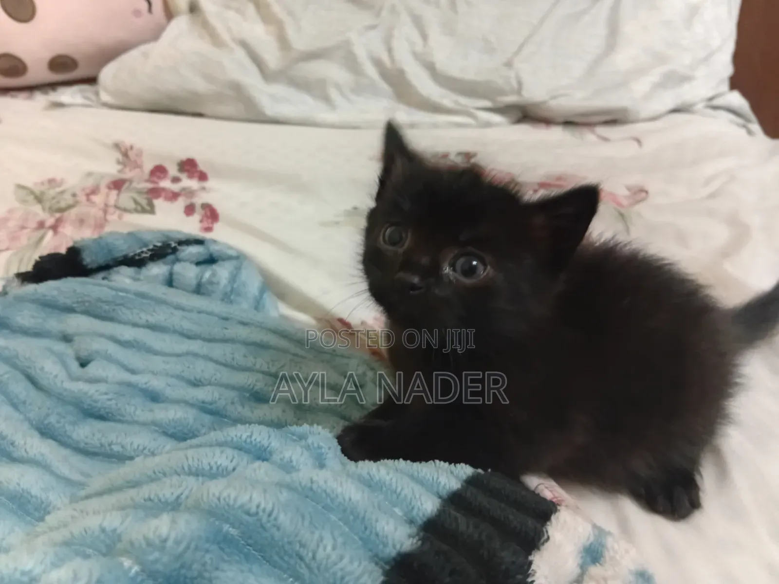 0-1 month Male Mixed Breed Persian