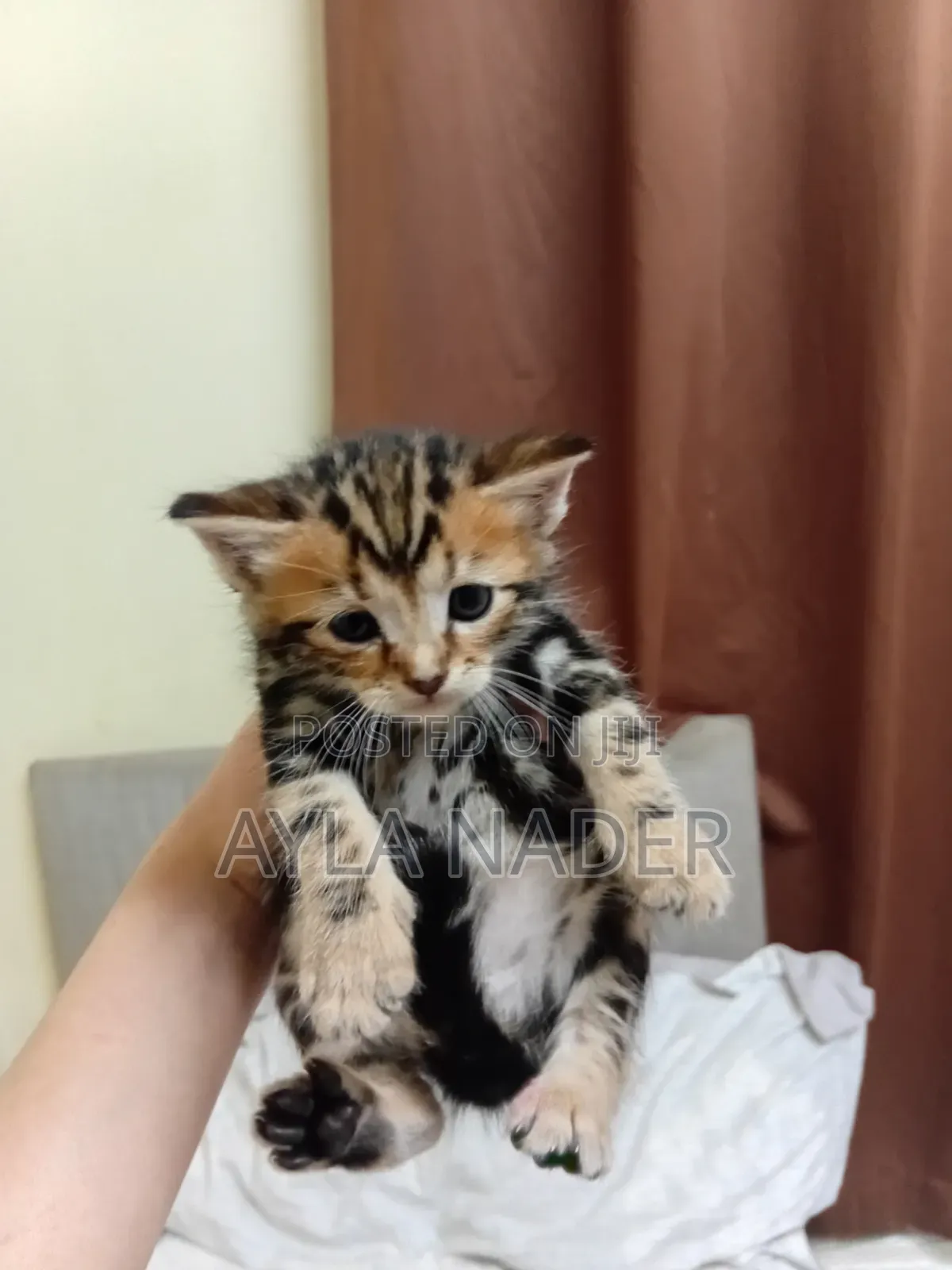 0-1 month Male Mixed Breed Persian