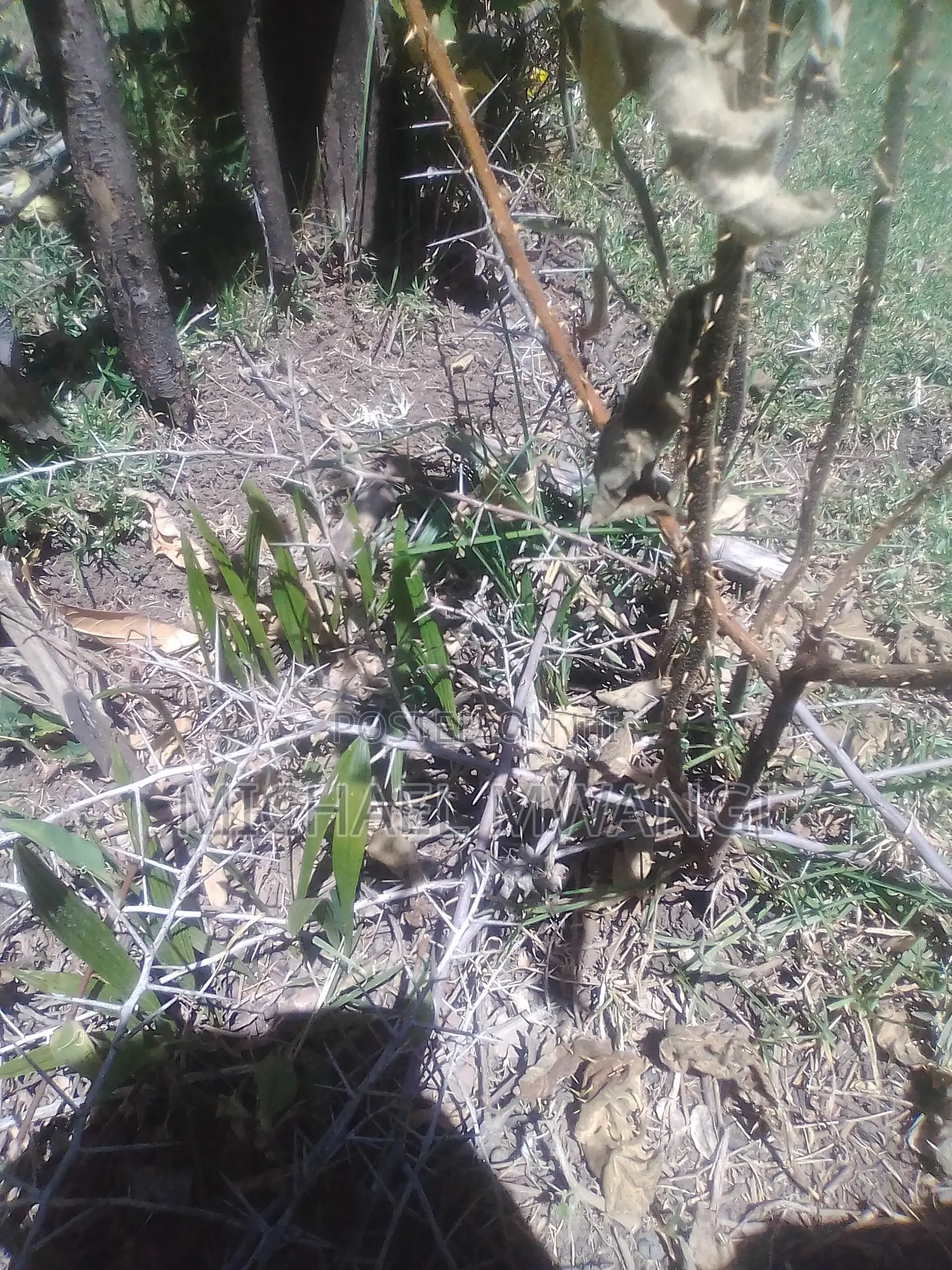 Palm Tree Seedlings