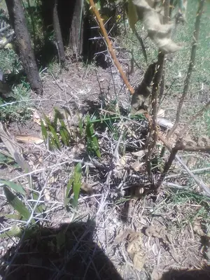 Palm Tree Seedlings