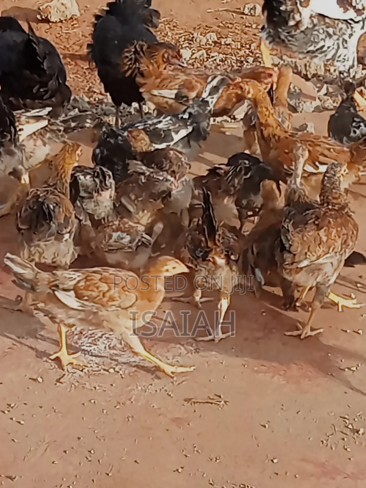 Kagera Farm Pure Kienyeji Kuku