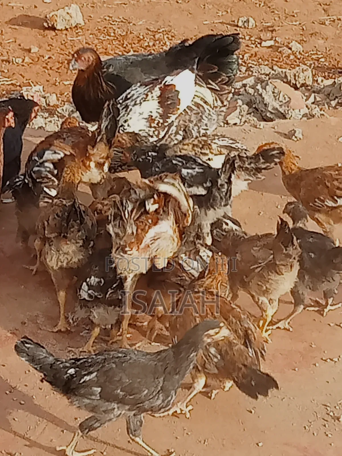Kagera Farm Pure Kienyeji Kuku