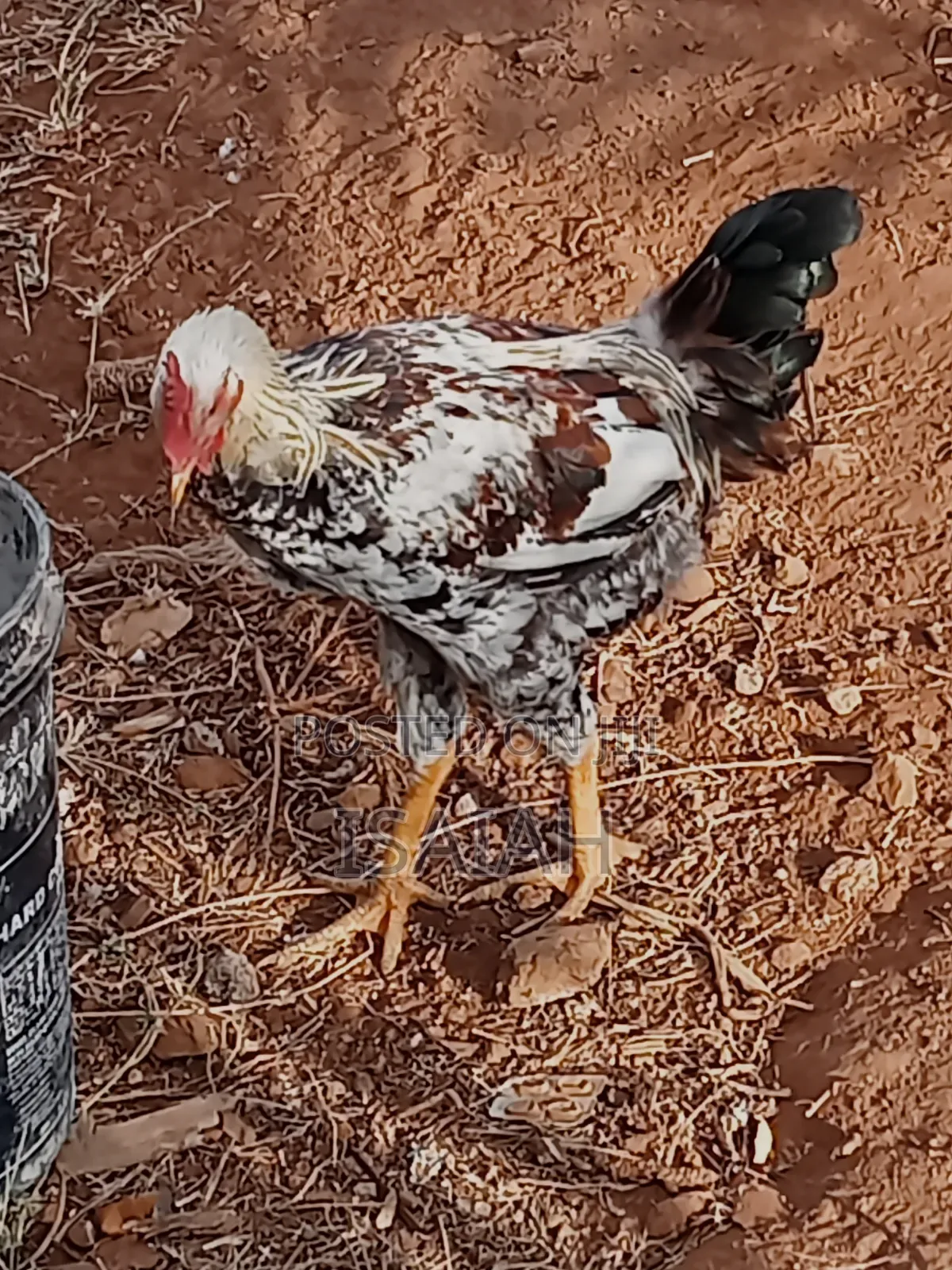 Kagera Farm Pure Kienyeji Kuku