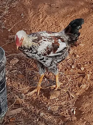 Kagera Farm Pure Kienyeji Kuku