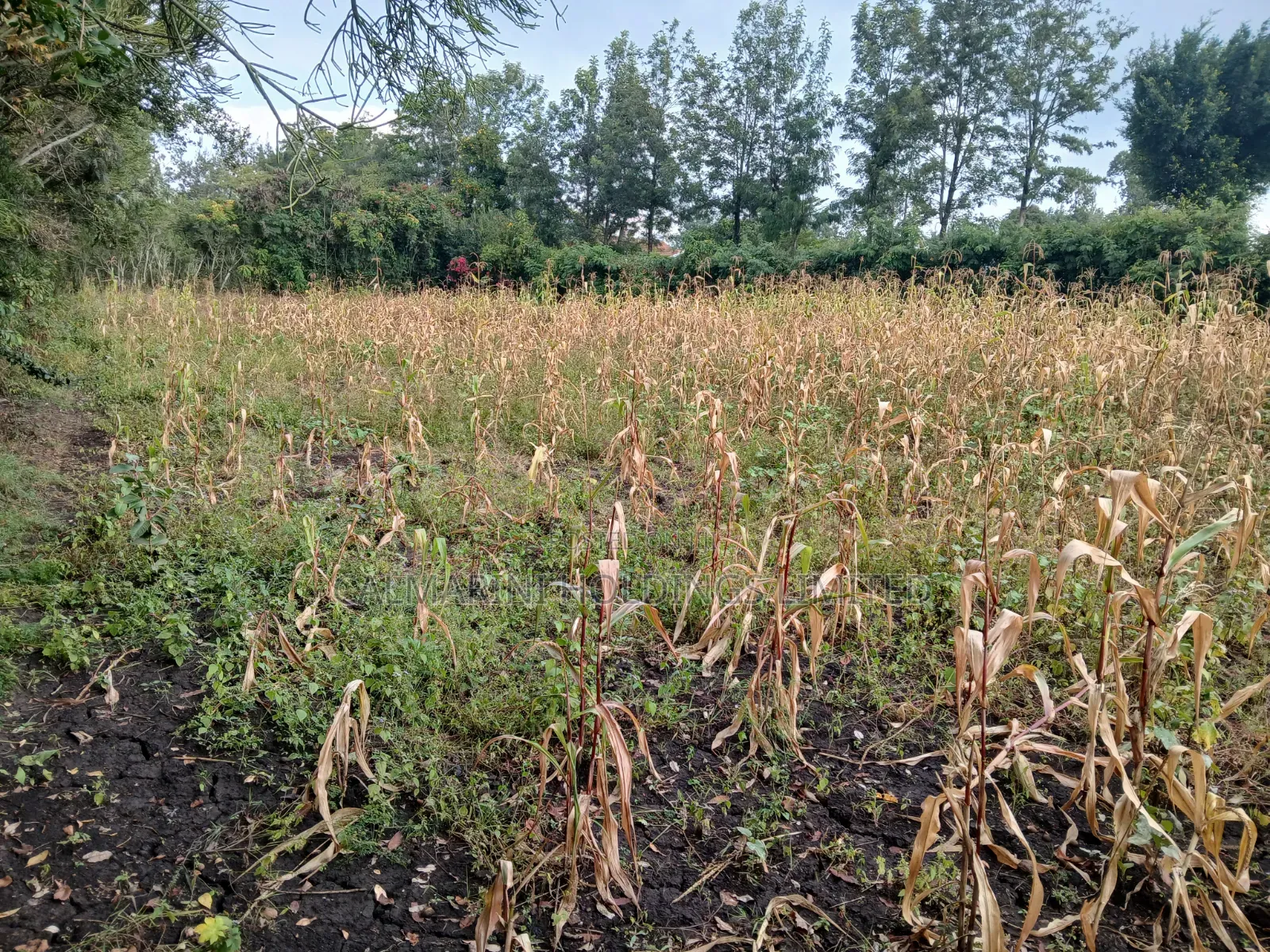 0.15ha (3/8 Acre) Touching Matasia-Merisho Tarmac, Karen-View