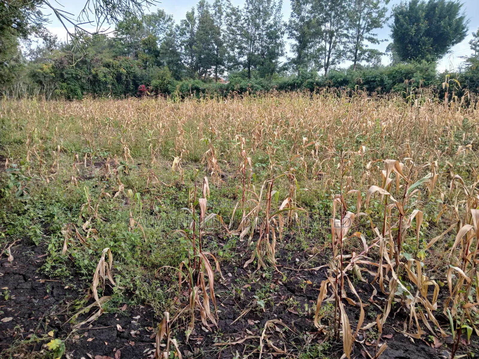 0.15ha (3/8 Acre) Touching Matasia-Merisho Tarmac, Karen-View