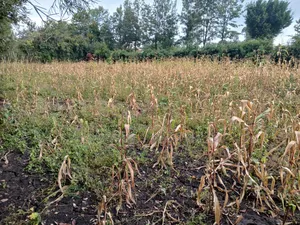 0.15ha (3/8 Acre) Touching Matasia-Merisho Tarmac, Karen-View