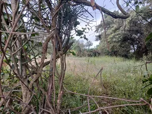 Quick Distress Deal! Eighth Acre Near SGR in Lower Merisho, Matasia