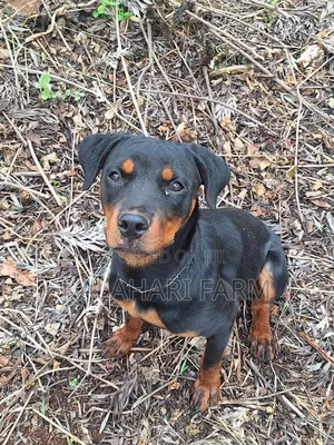 3-6 months Female Purebred Rottweiler
