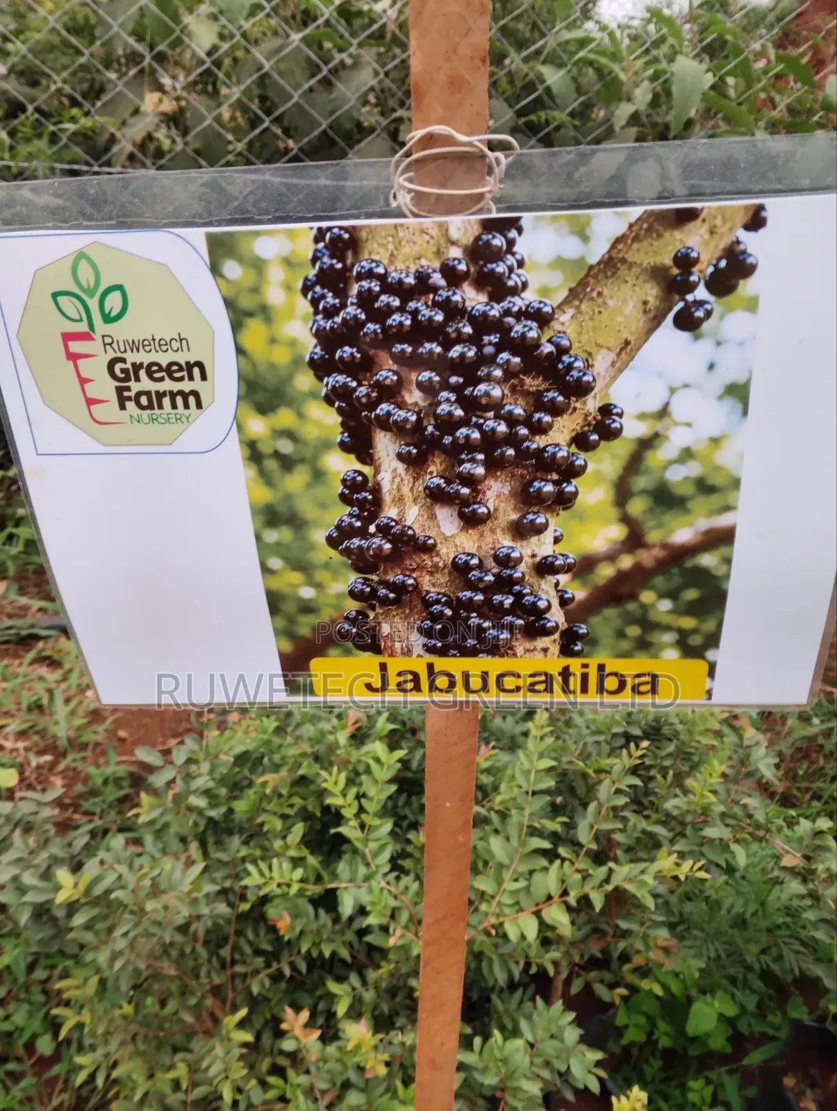 Jamun/Jabuticaba