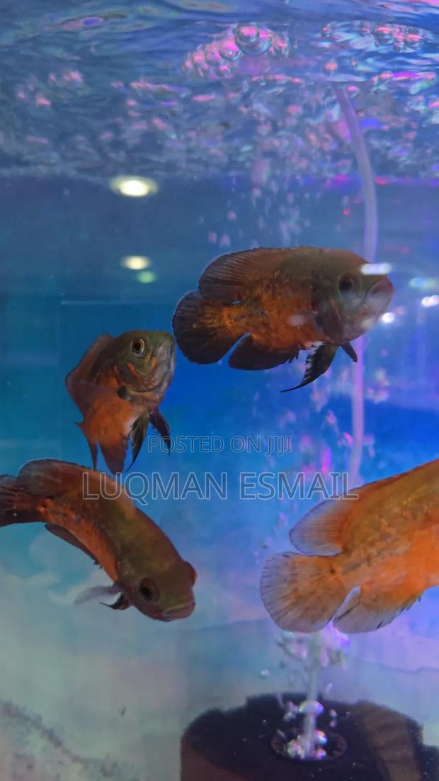 Oscars Cichlid