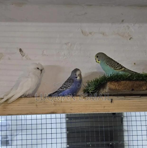 Budgies Available