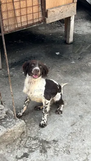 6-12 months Male Purebred English Springer Spaniel