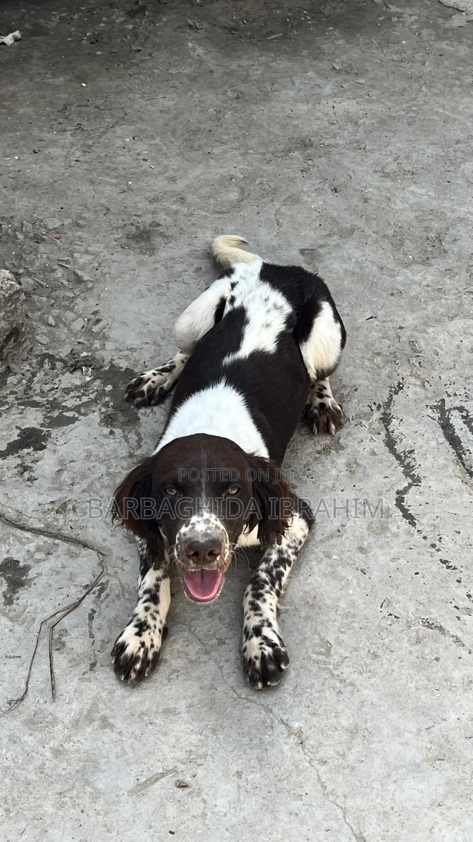 6-12 months Male Purebred English Springer Spaniel