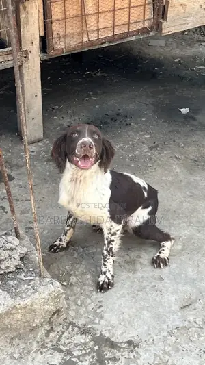 6-12 months Male Purebred English Springer Spaniel