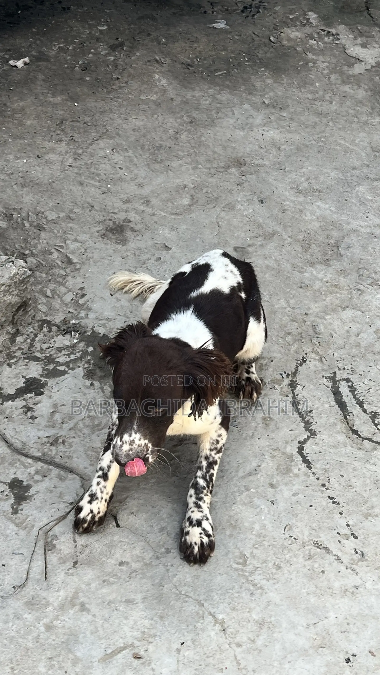 6-12 months Male Purebred English Springer Spaniel