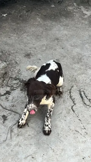 6-12 months Male Purebred English Springer Spaniel