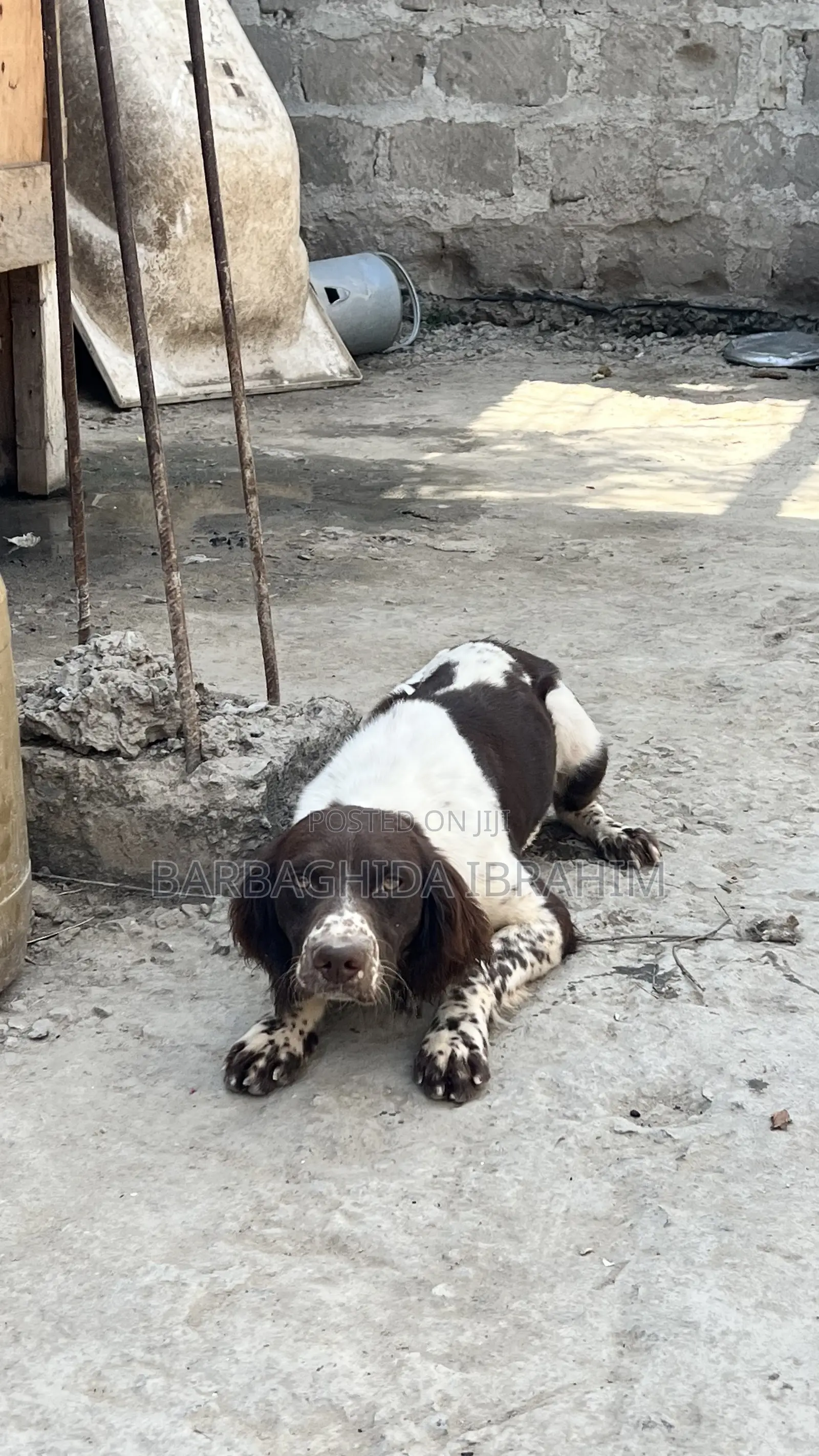 6-12 months Male Purebred English Springer Spaniel