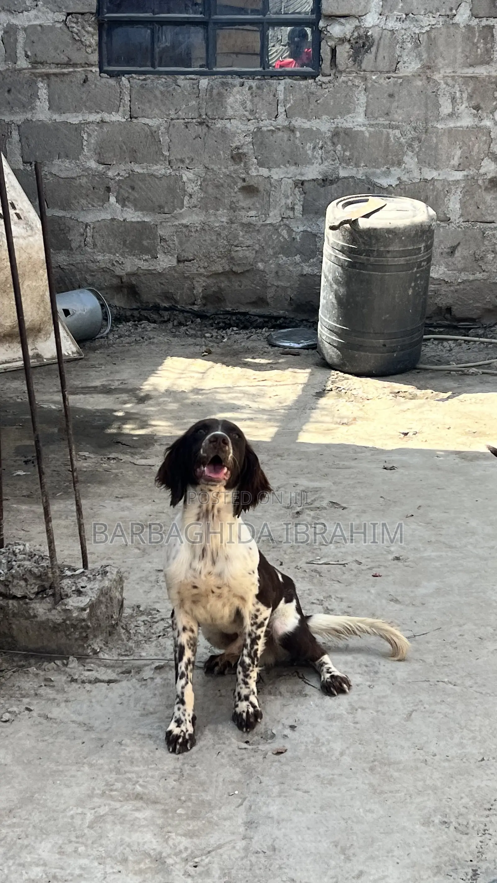 6-12 months Male Purebred English Springer Spaniel