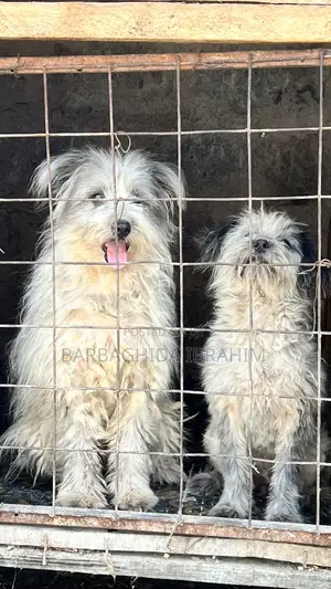 6-12 months Male Purebred Maltese