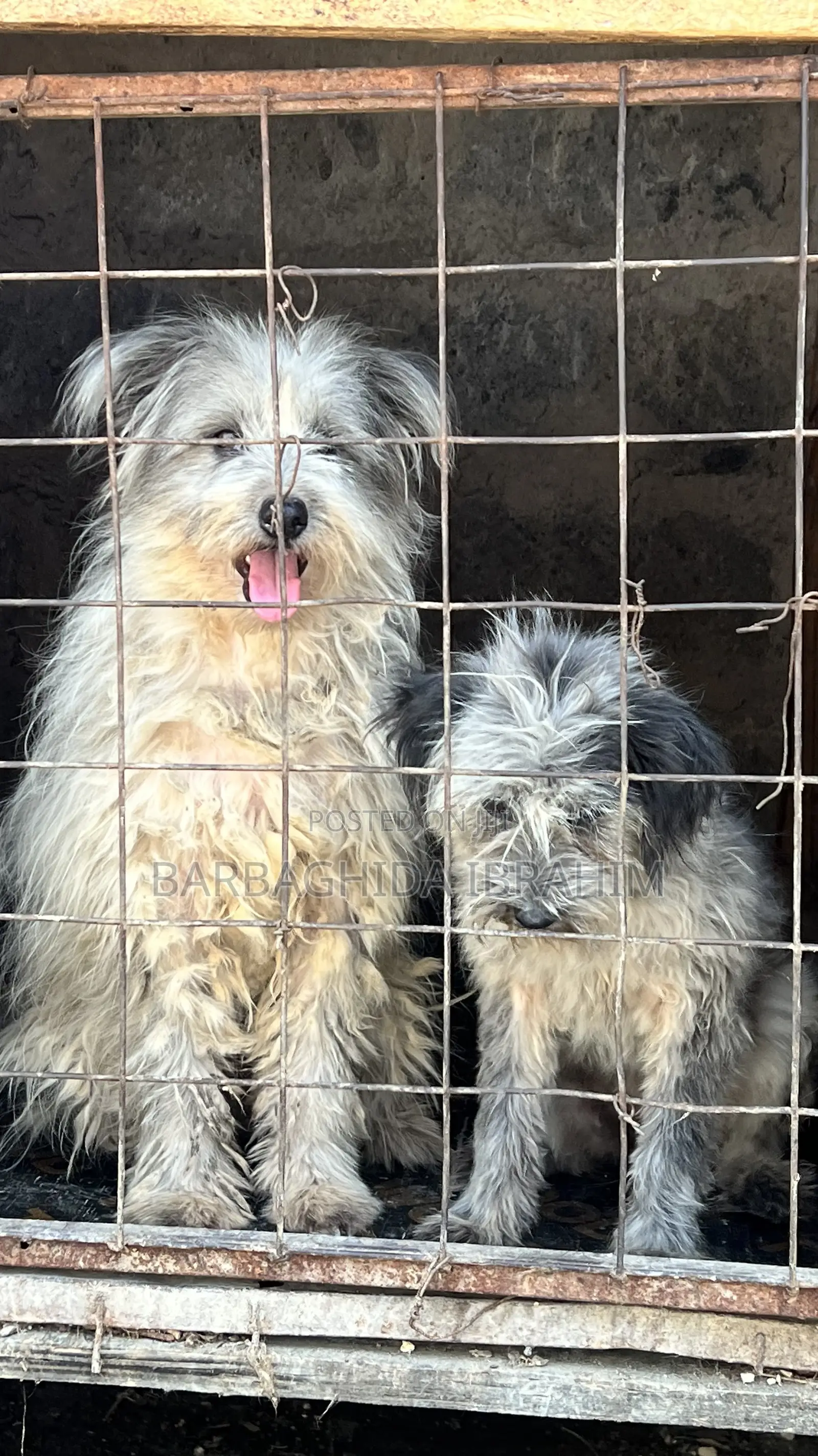 6-12 months Male Purebred Maltese