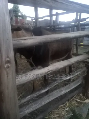 Dairy Goat