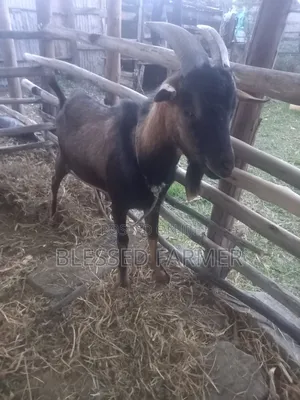 Dairy Goat