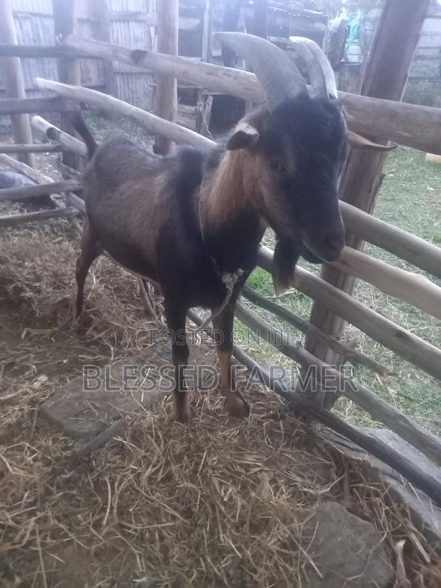 Dairy Goat - thumbnail 4