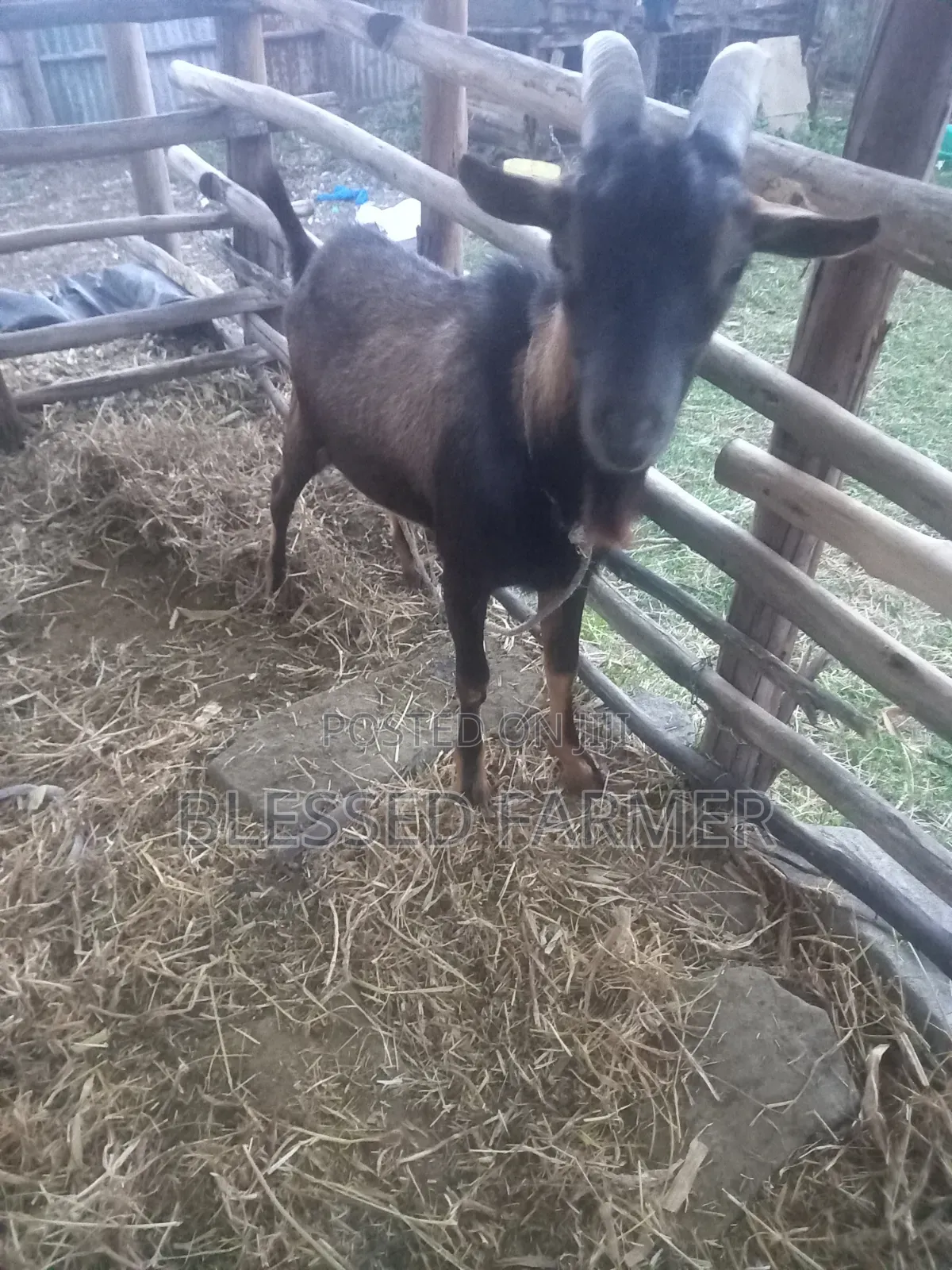Dairy Goat