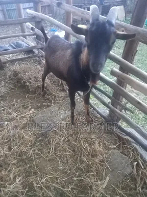 Dairy Goat