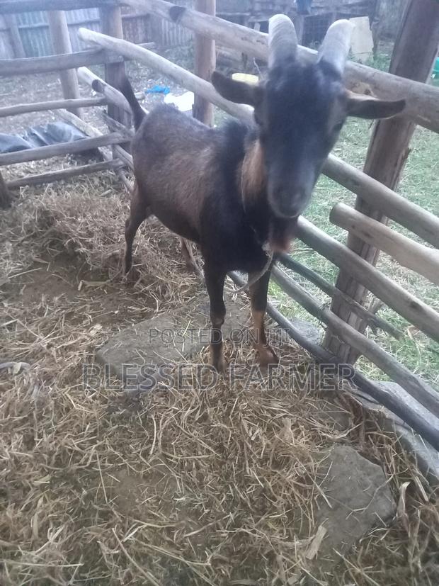 Dairy Goat - thumbnail 5