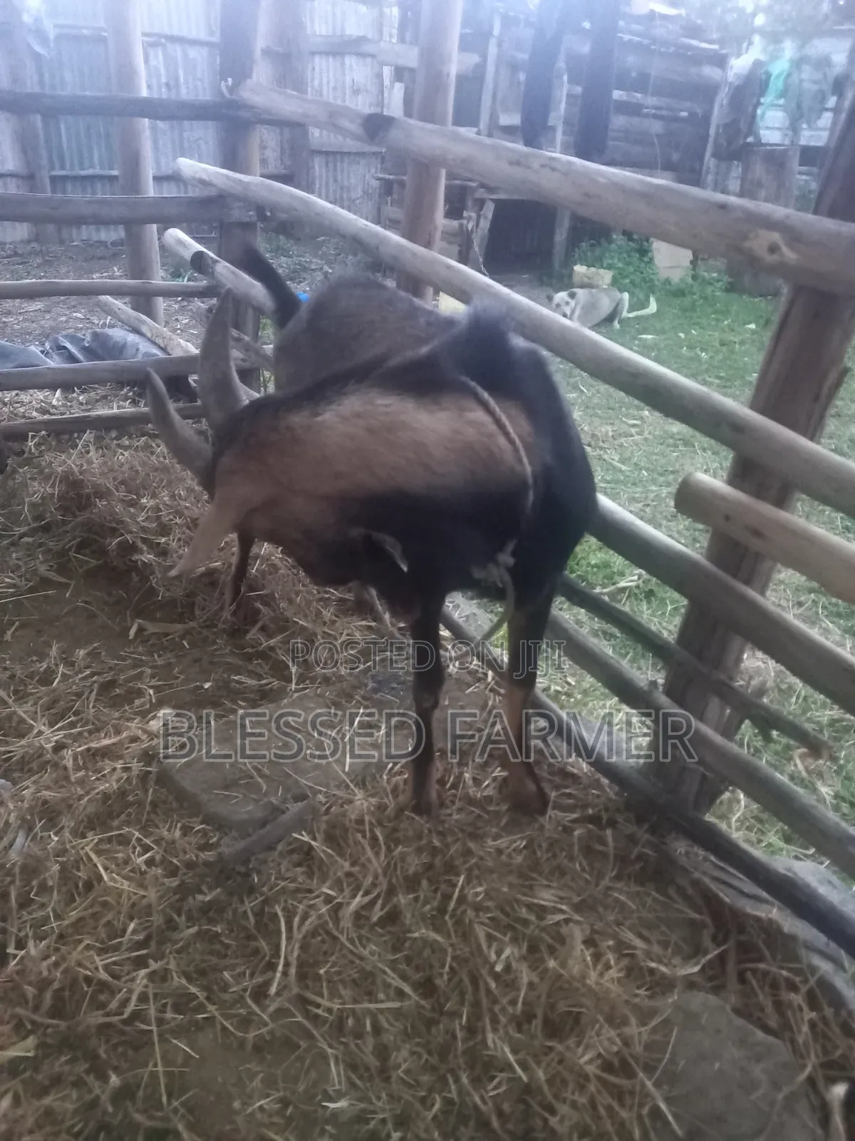 Dairy Goat