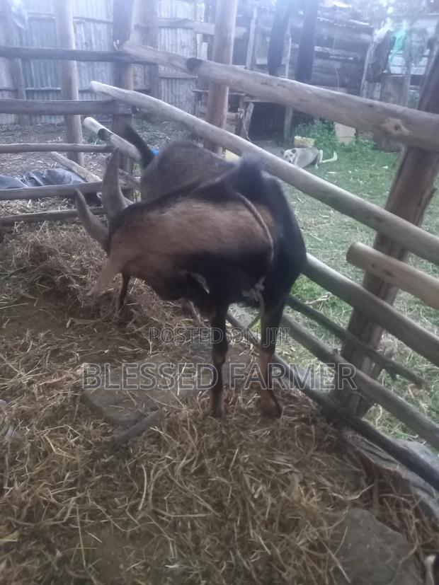 Dairy Goat - thumbnail 6